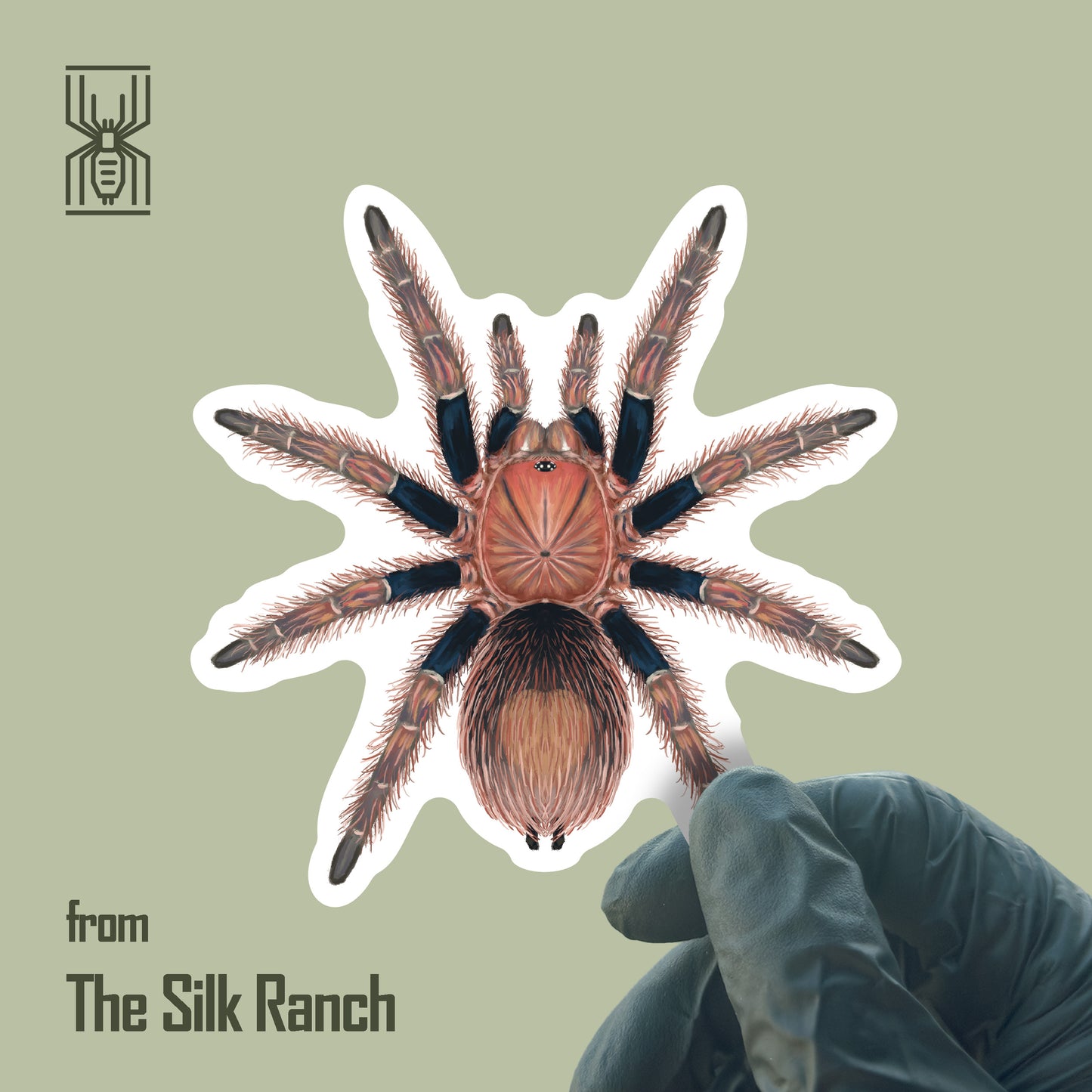 Palp Friction Tarantula Sticker, Bonnetina Chamela Waterproof Vinyl Sticker from The Silk Ranch