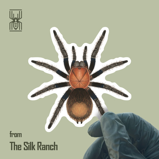 Mexican Copperhead Tarantula Sticker, Bonnetina Minax Waterproof Vinyl Sticker from The Silk Ranch