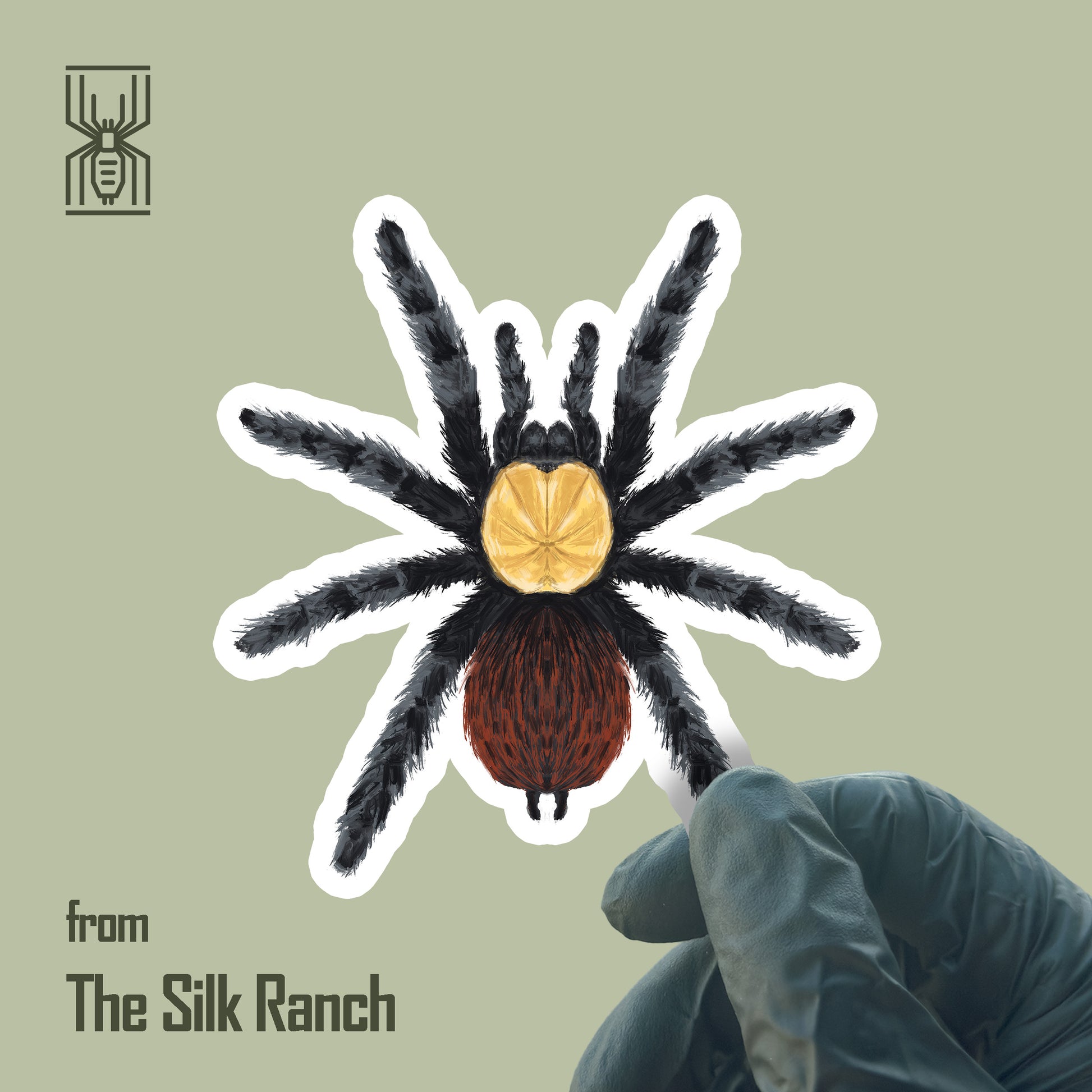 Golden Red Rump Tarantula Sticker, Brachypelma Albiceps Waterproof Vinyl Sticker from The Silk Ranch