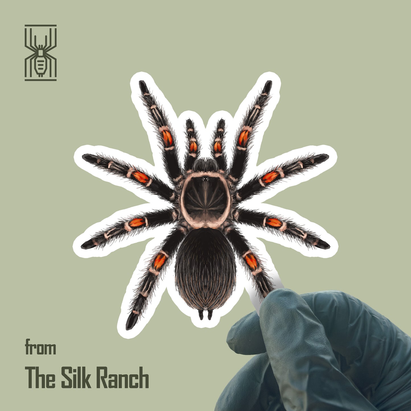 Waterproof vinyl sticker of Mexican Flame Knee Tarantula (Brachypelma auratum) by The Silk Ranch, featuring detailed spider artwork.