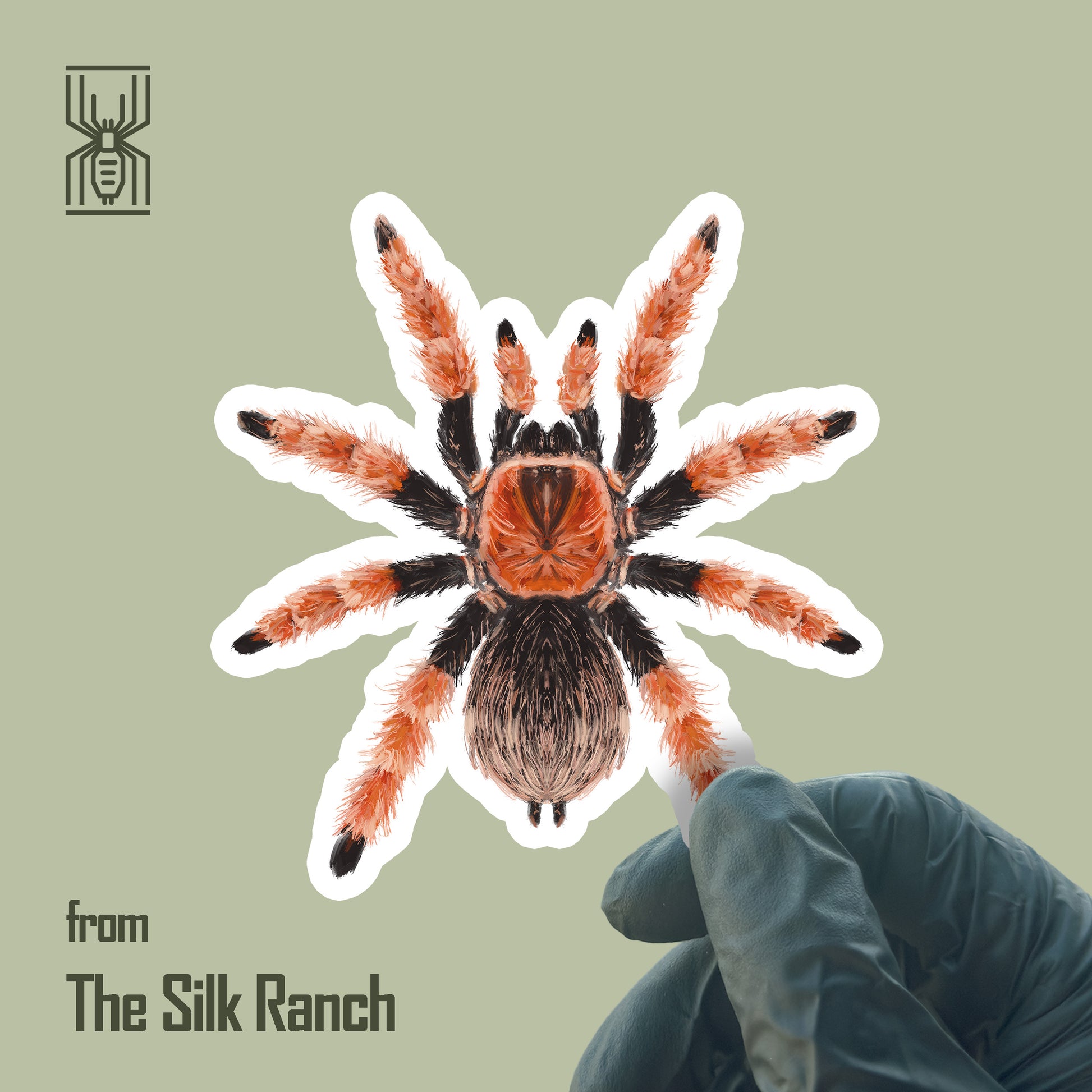 Mexican Fire Leg Tarantula Sticker, Brachypelma Boehmei Waterproof Vinyl Sticker from The Silk Ranch