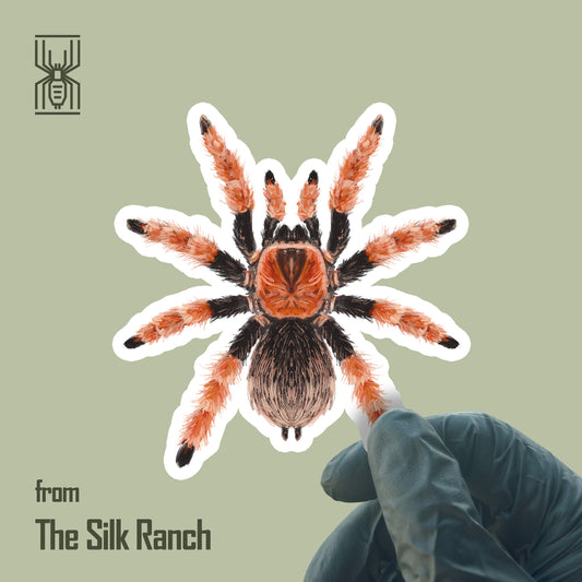 Mexican Fire Leg Tarantula Sticker, Brachypelma Boehmei Waterproof Vinyl Sticker from The Silk Ranch
