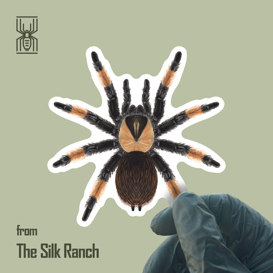 Mexican Red Leg Tarantula Sticker, Brachypelma Emilia Waterproof Vinyl Sticker from The Silk Ranch