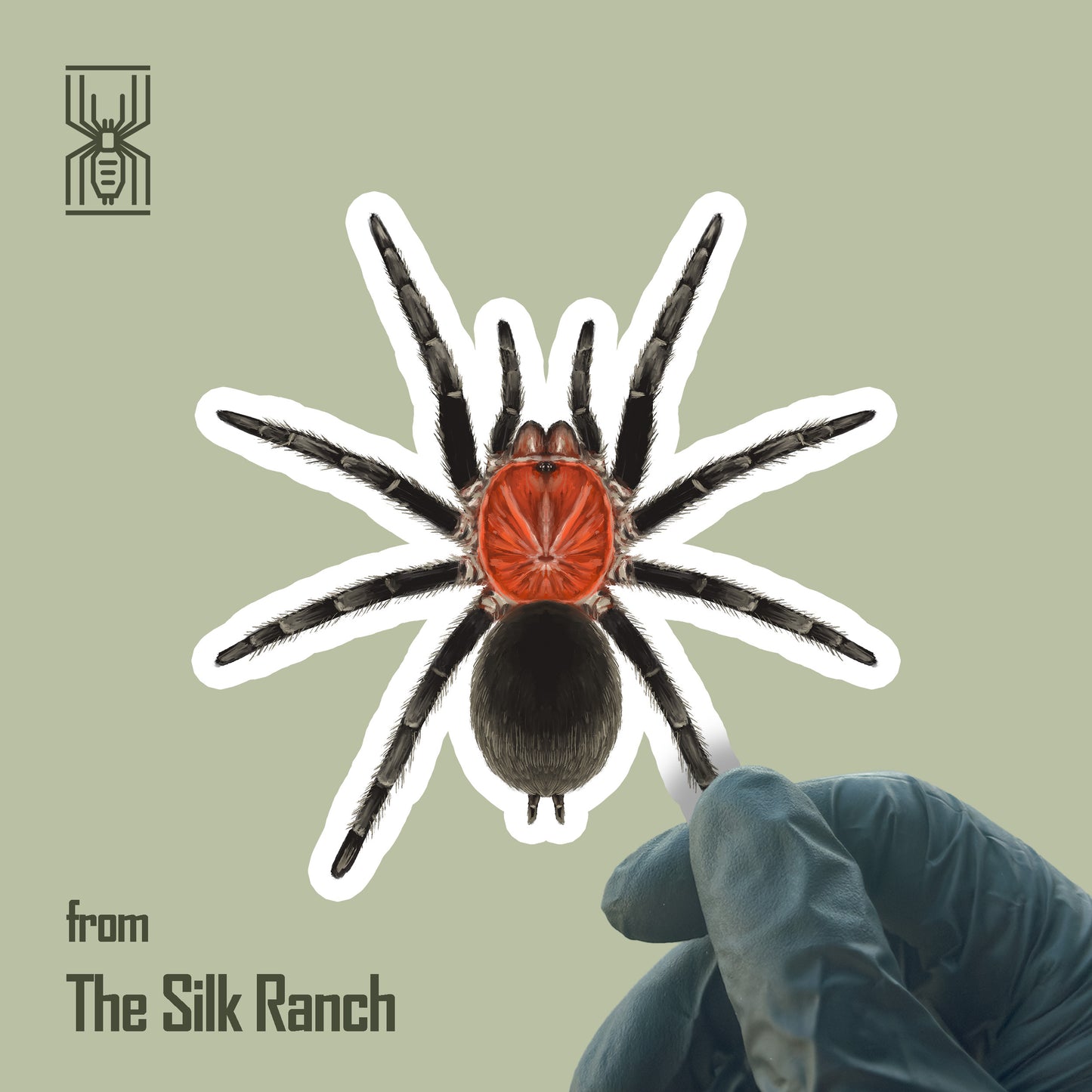 Brazilian Redhead Tarantula Sticker, Bumba Horrida Waterproof Vinyl Sticker from The Silk Ranch