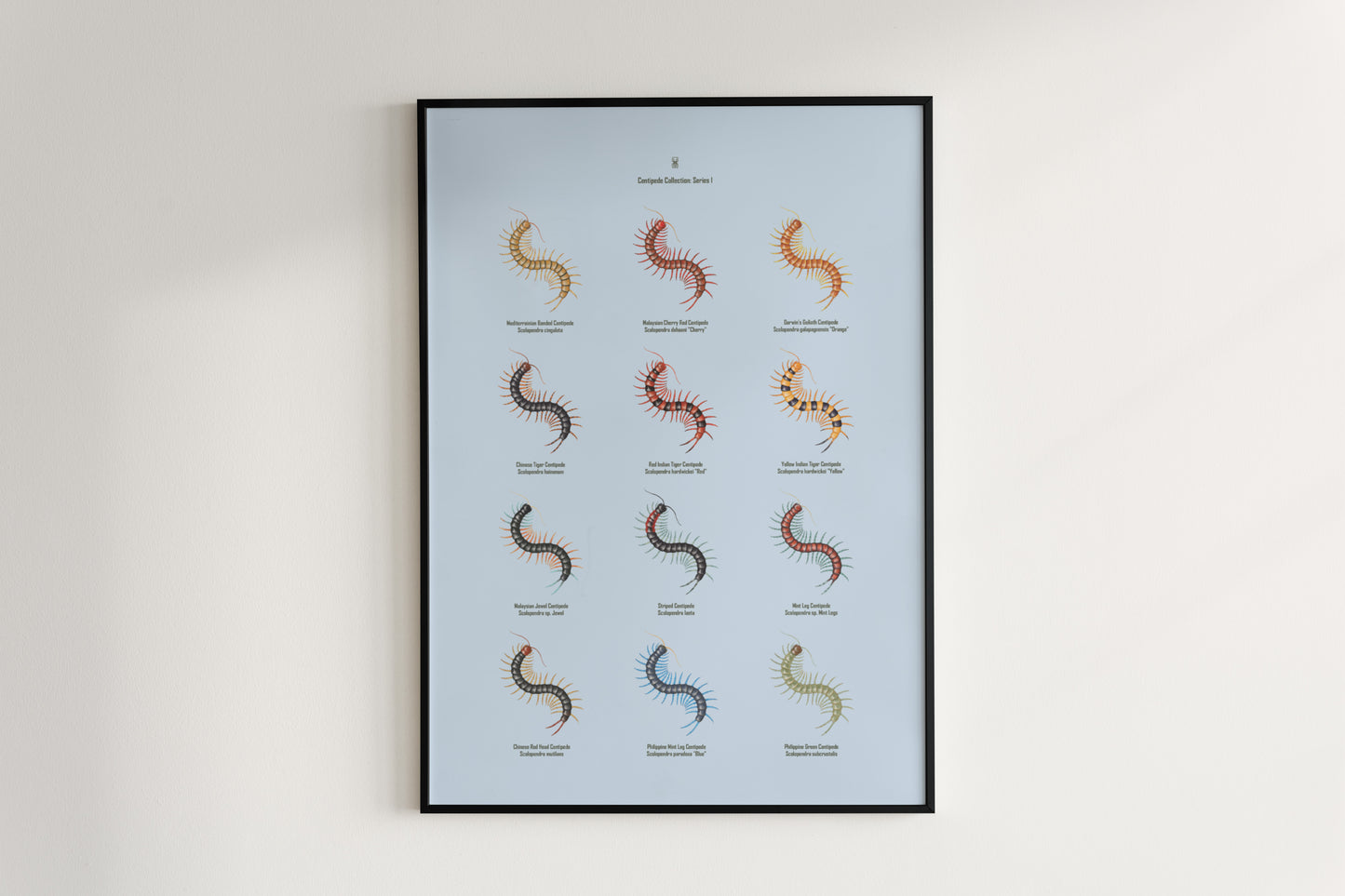 Centipede Series 1 Poster from The Silk Ranch