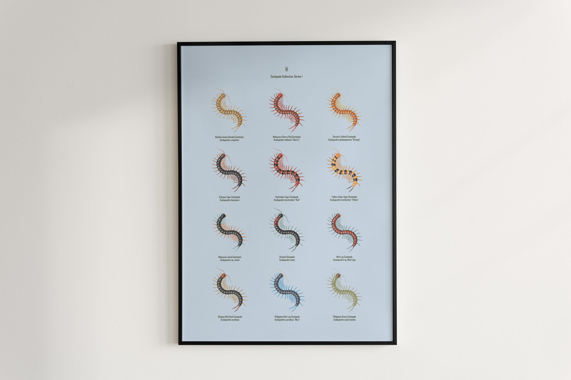 Centipede Series 1 Poster from The Silk Ranch