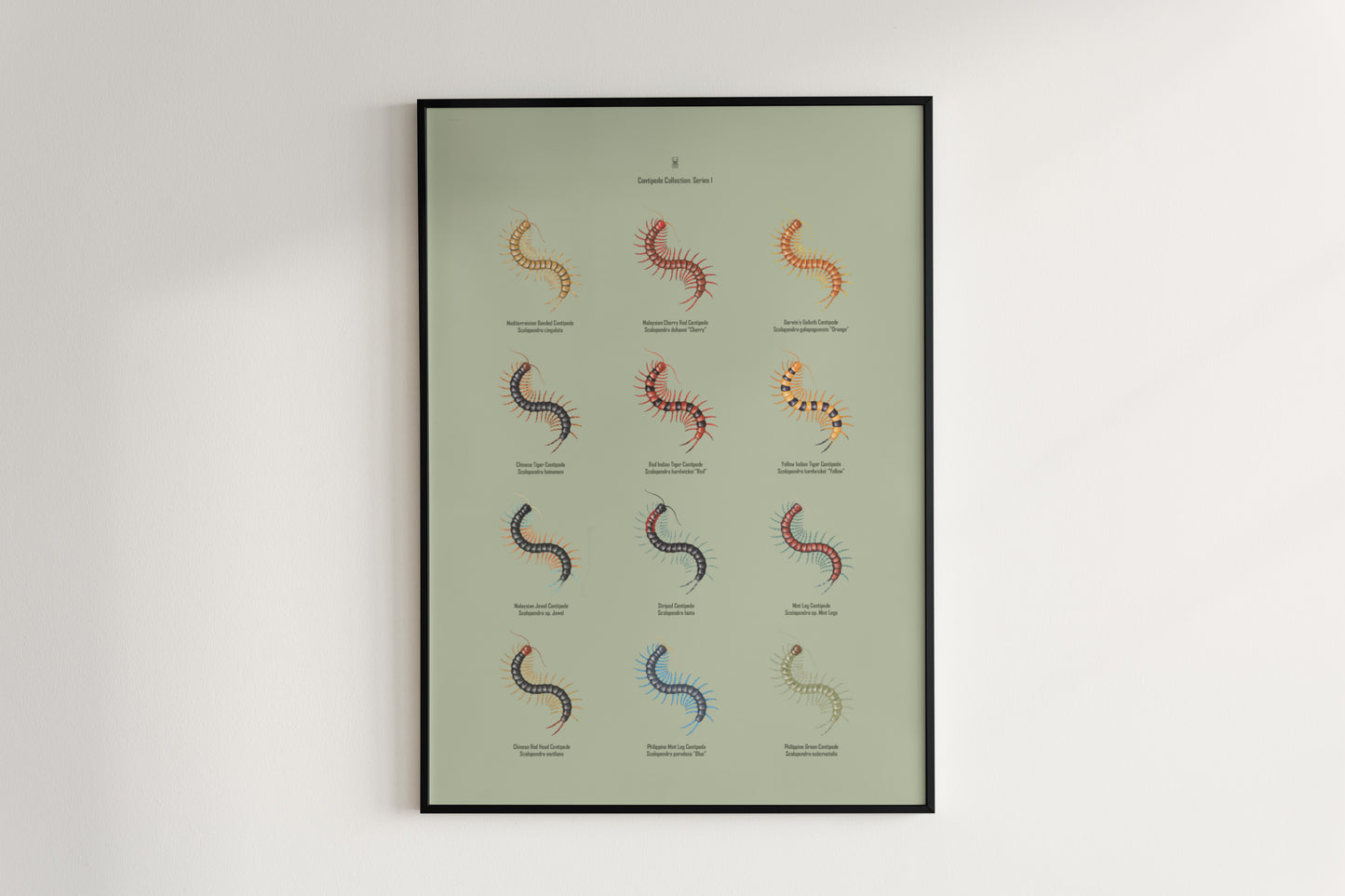 Centipede Series 1 Poster from The Silk Ranch