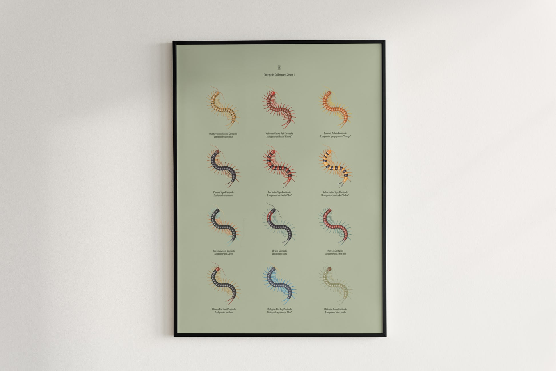 Centipede Series 1 Poster from The Silk Ranch