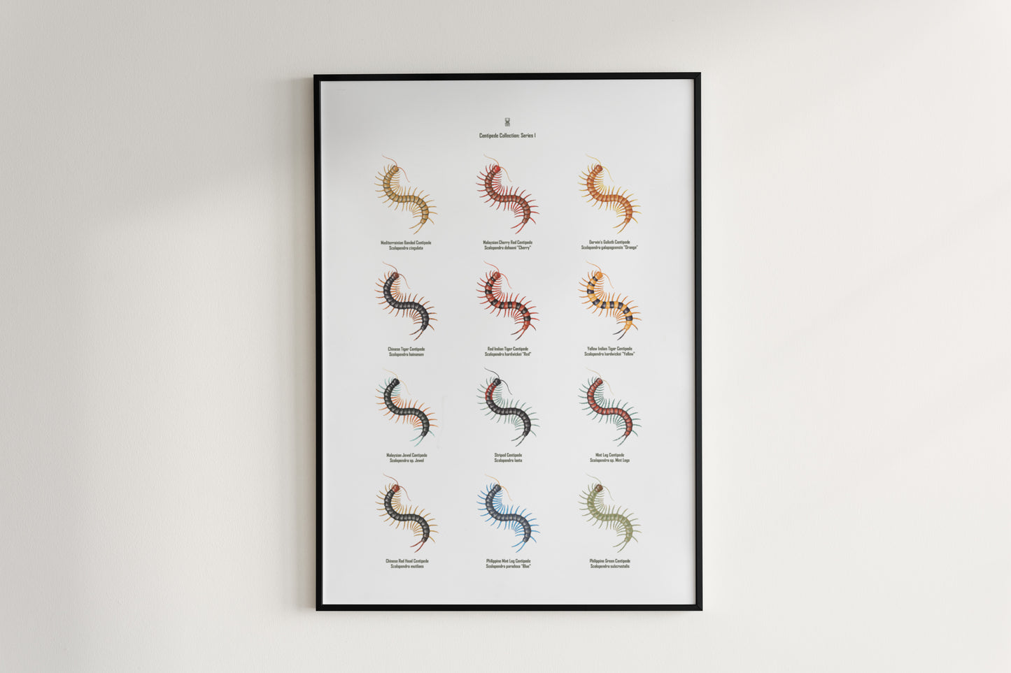 Centipede Series 1 Poster from The Silk Ranch