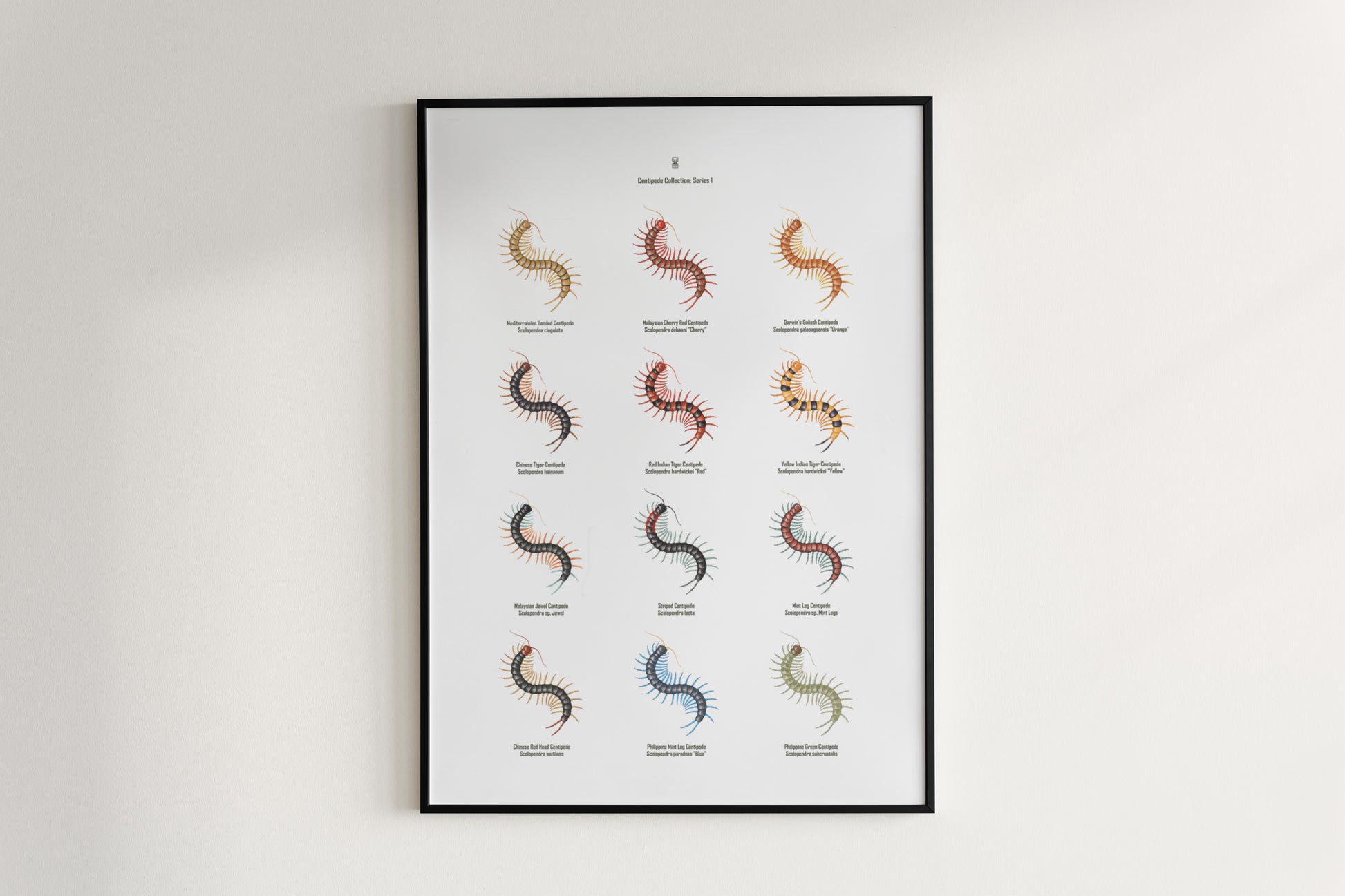 Centipede Series 1 Poster from The Silk Ranch