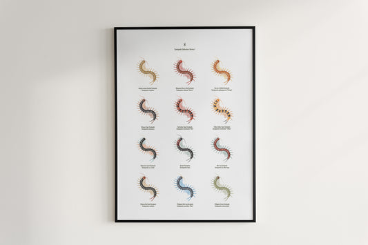 Centipede Series 1 Poster from The Silk Ranch