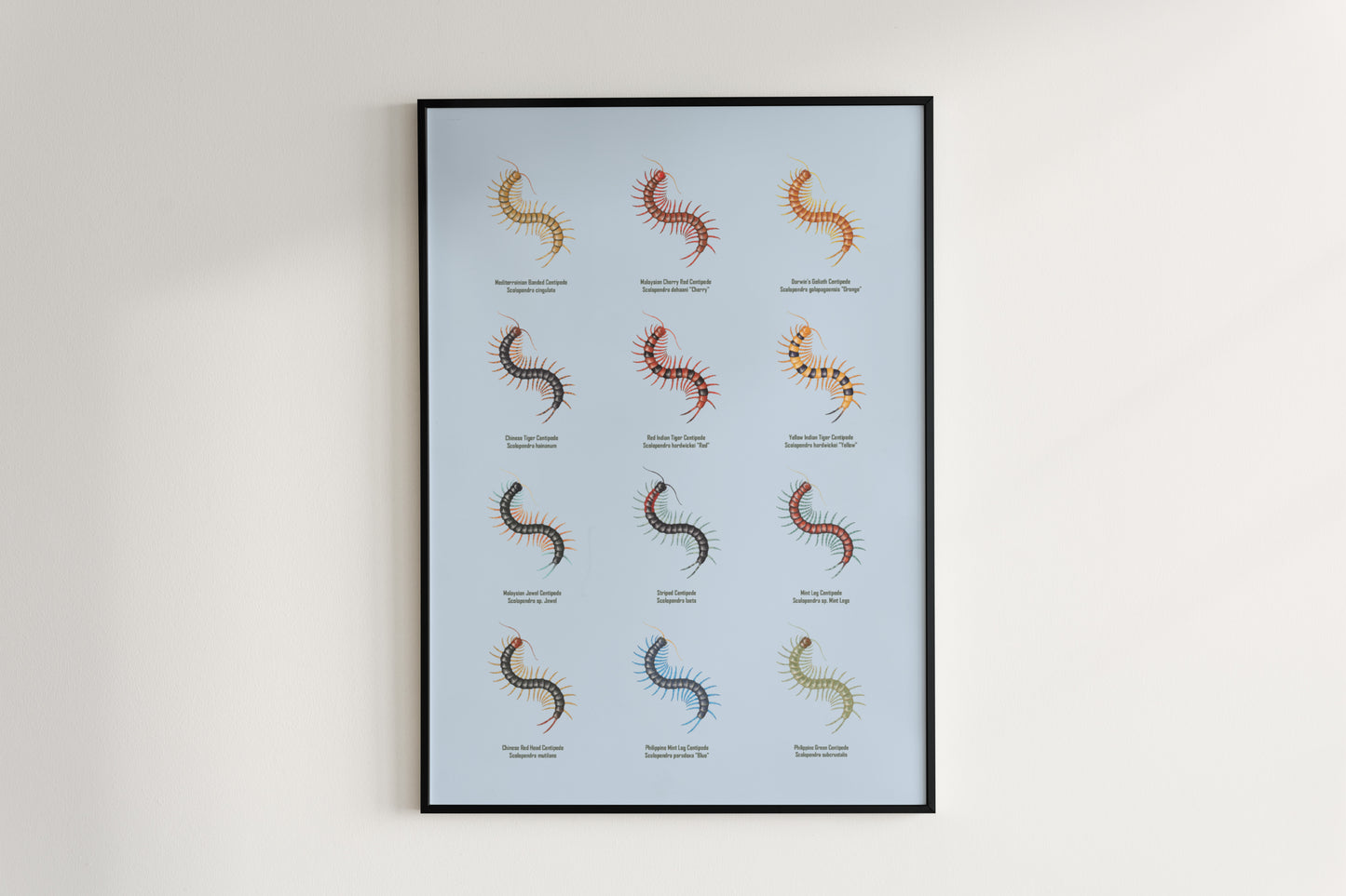 Centipede Series 1 Poster from The Silk Ranch