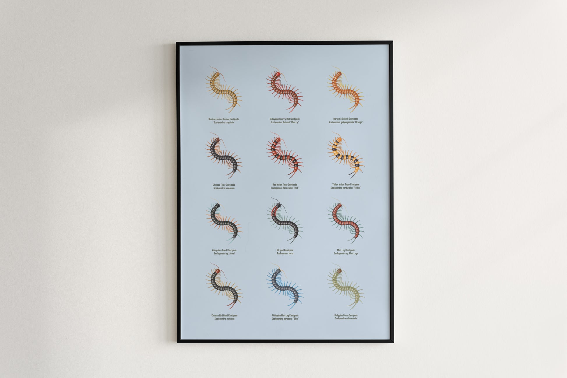 Centipede Series 1 Poster from The Silk Ranch