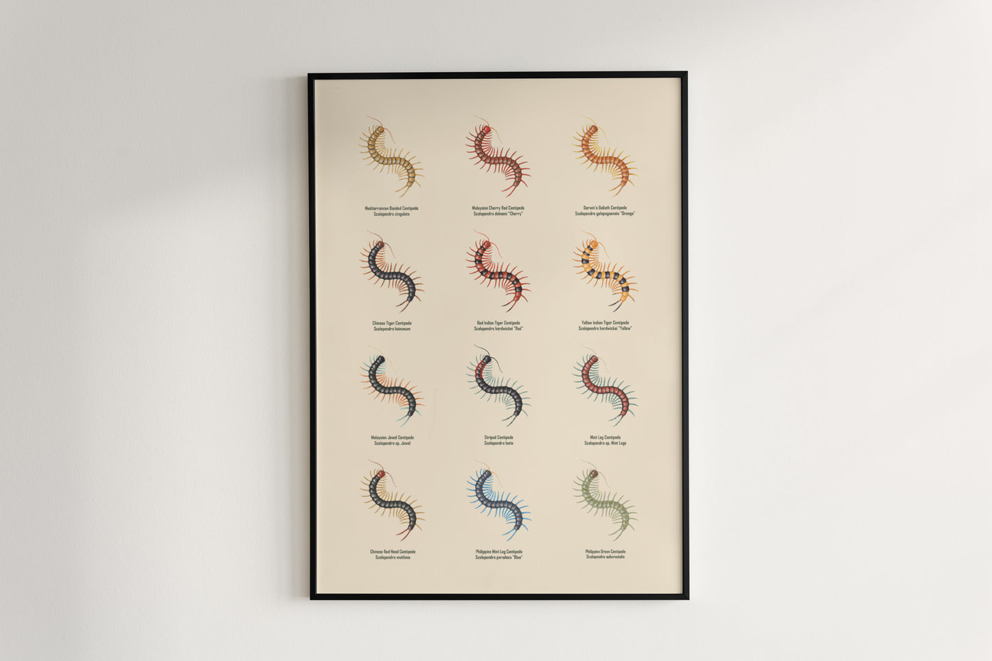 Centipede Series 1 Poster from The Silk Ranch