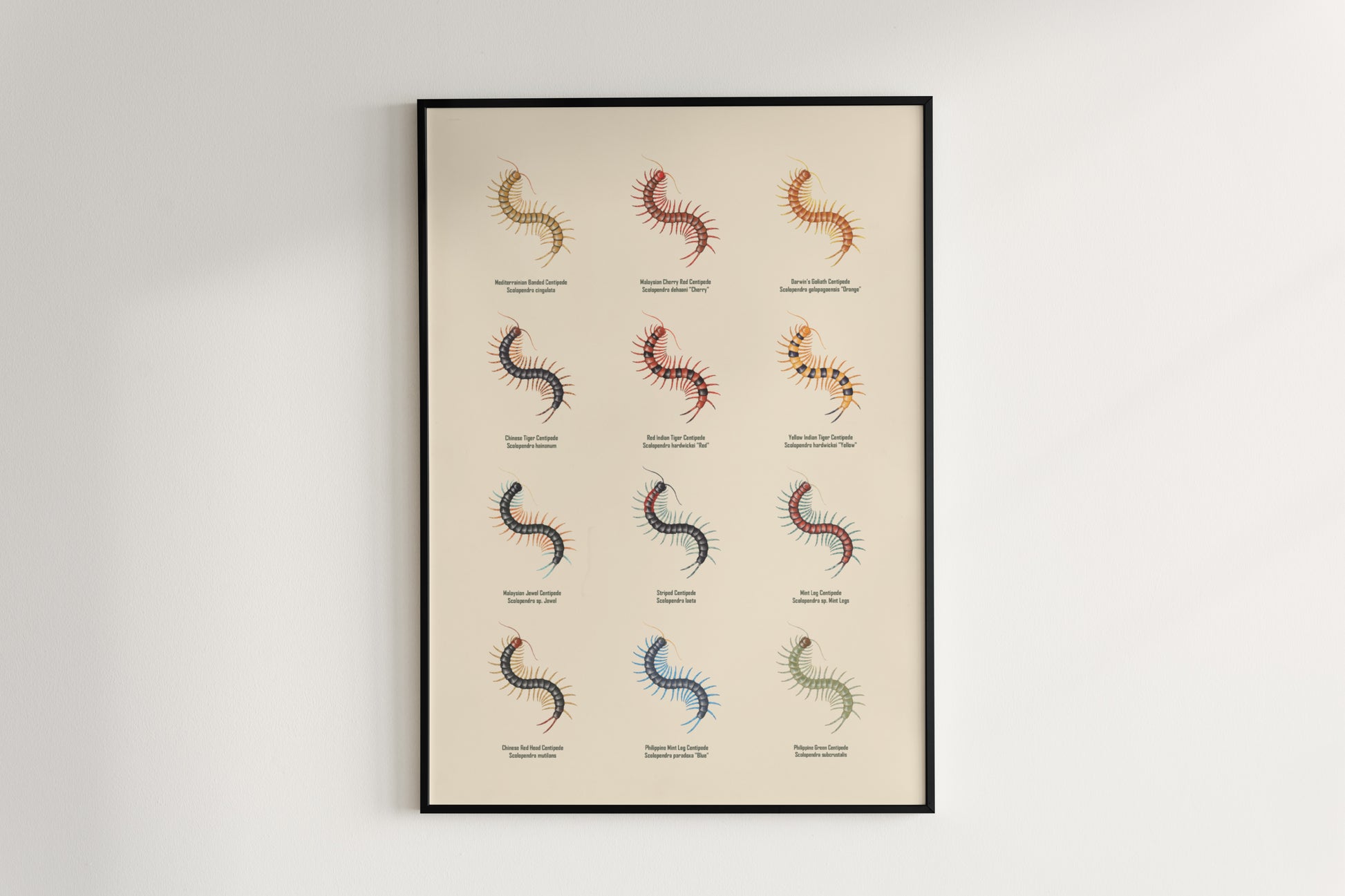 Centipede Series 1 Poster from The Silk Ranch