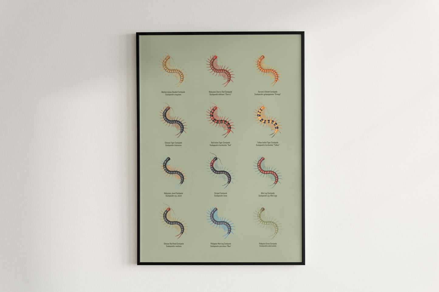 Centipede Series 1 Poster from The Silk Ranch