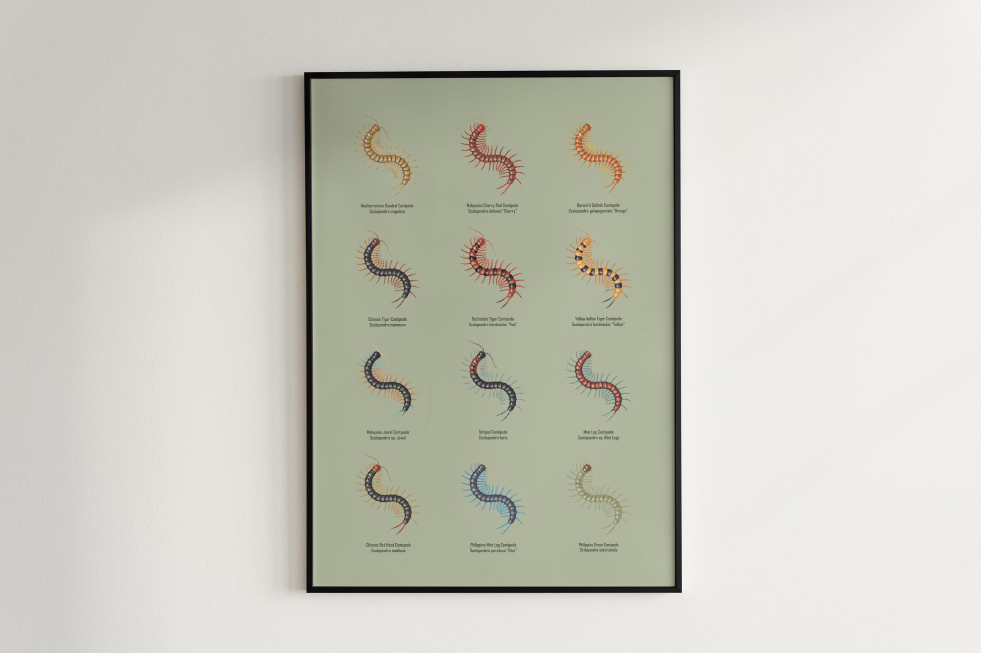 Centipede Series 1 Poster from The Silk Ranch