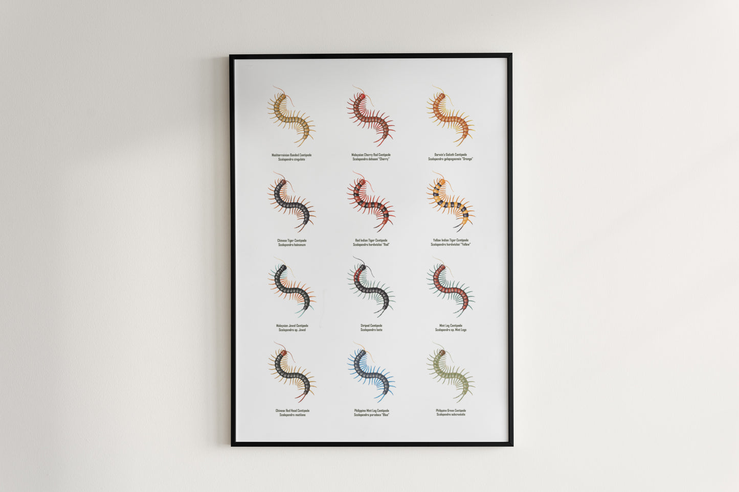 Centipede Series 1 Poster from The Silk Ranch