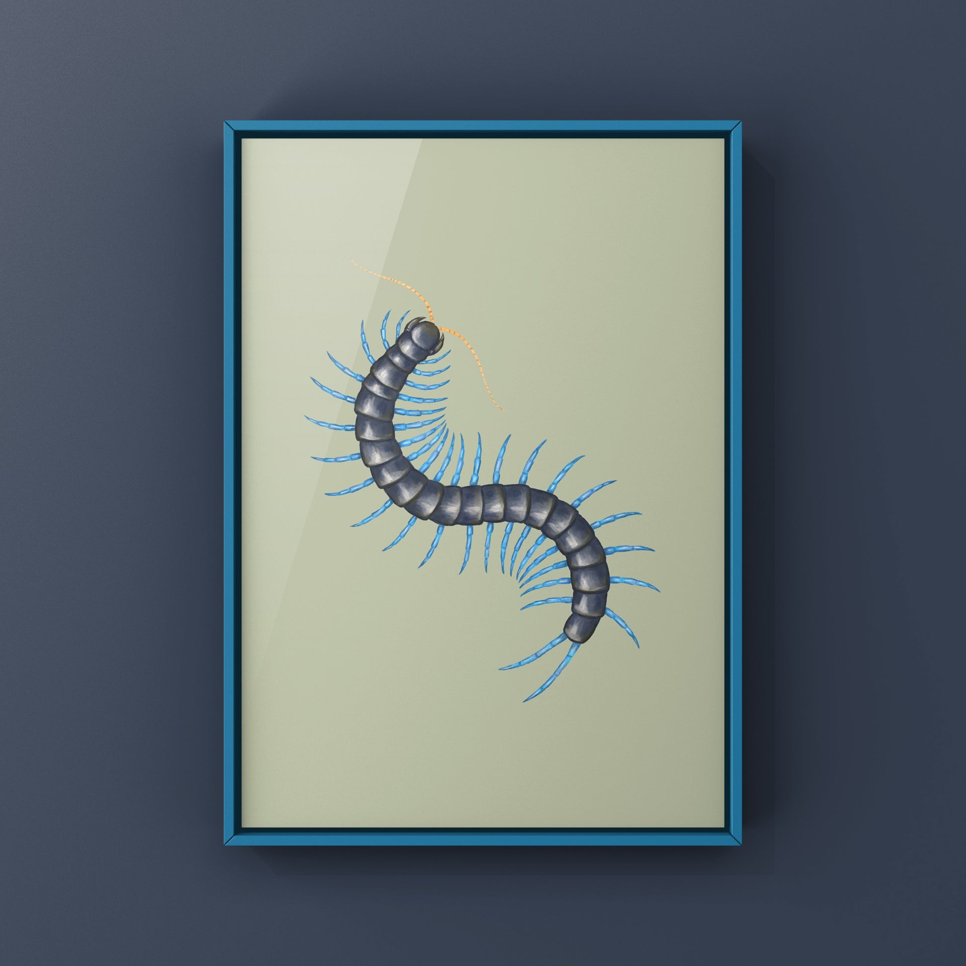 Philippine Mint Leg Centipede, Scolopendra Paradoxa ‘Blue’, Photographic Art Print from The Silk Ranch