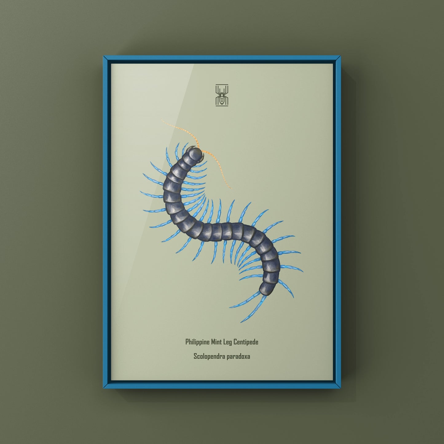 Philippine Mint Leg Centipede, Scolopendra Paradoxa ‘Blue’, Photographic Art Print from The Silk Ranch