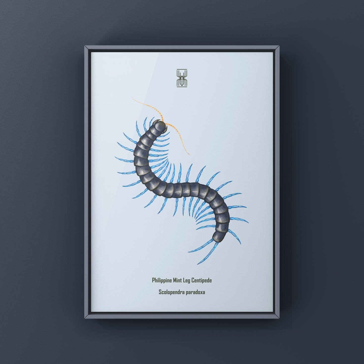 Philippine Mint Leg Centipede, Scolopendra Paradoxa ‘Blue’, Photographic Art Print from The Silk Ranch