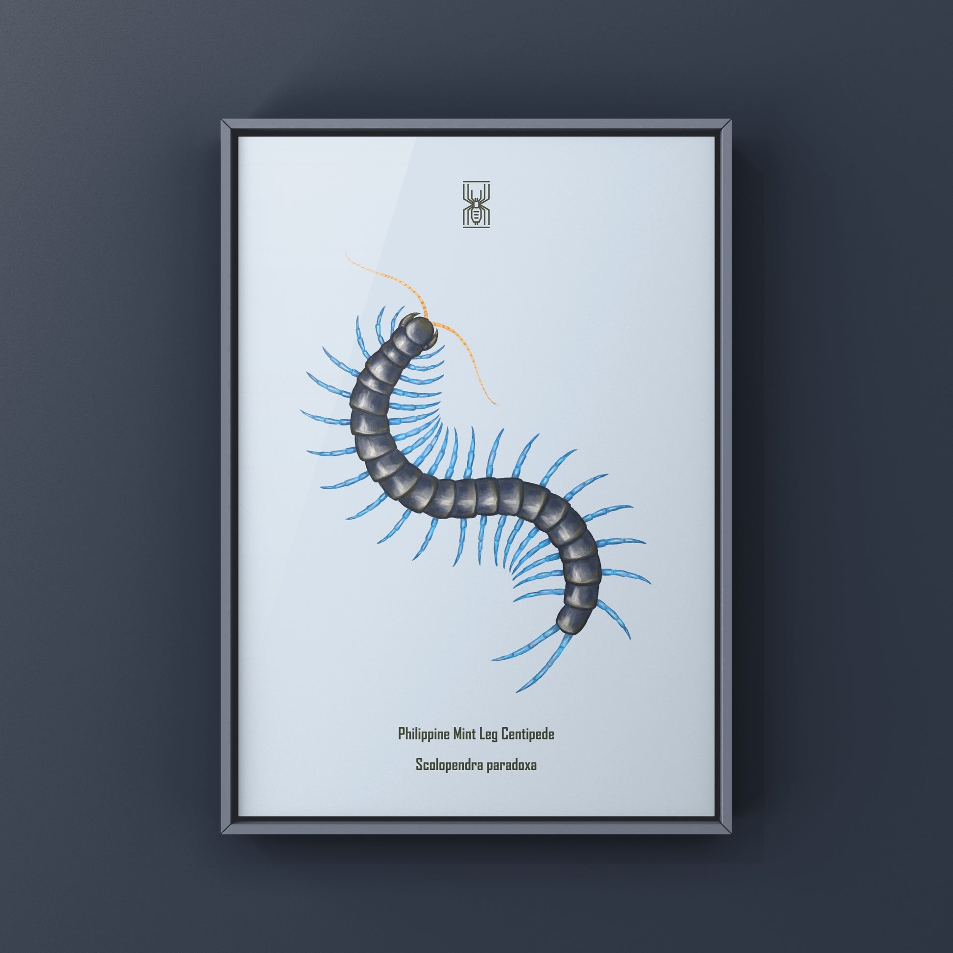 Philippine Mint Leg Centipede, Scolopendra Paradoxa ‘Blue’, Photographic Art Print from The Silk Ranch
