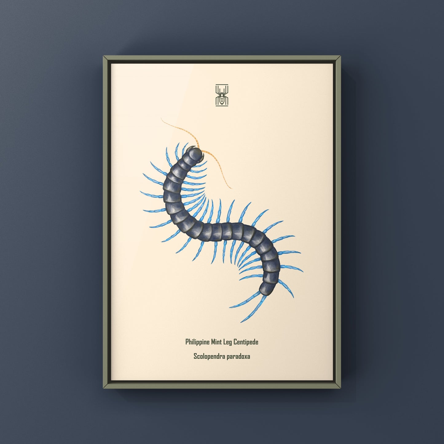 Philippine Mint Leg Centipede, Scolopendra Paradoxa ‘Blue’, Photographic Art Print from The Silk Ranch