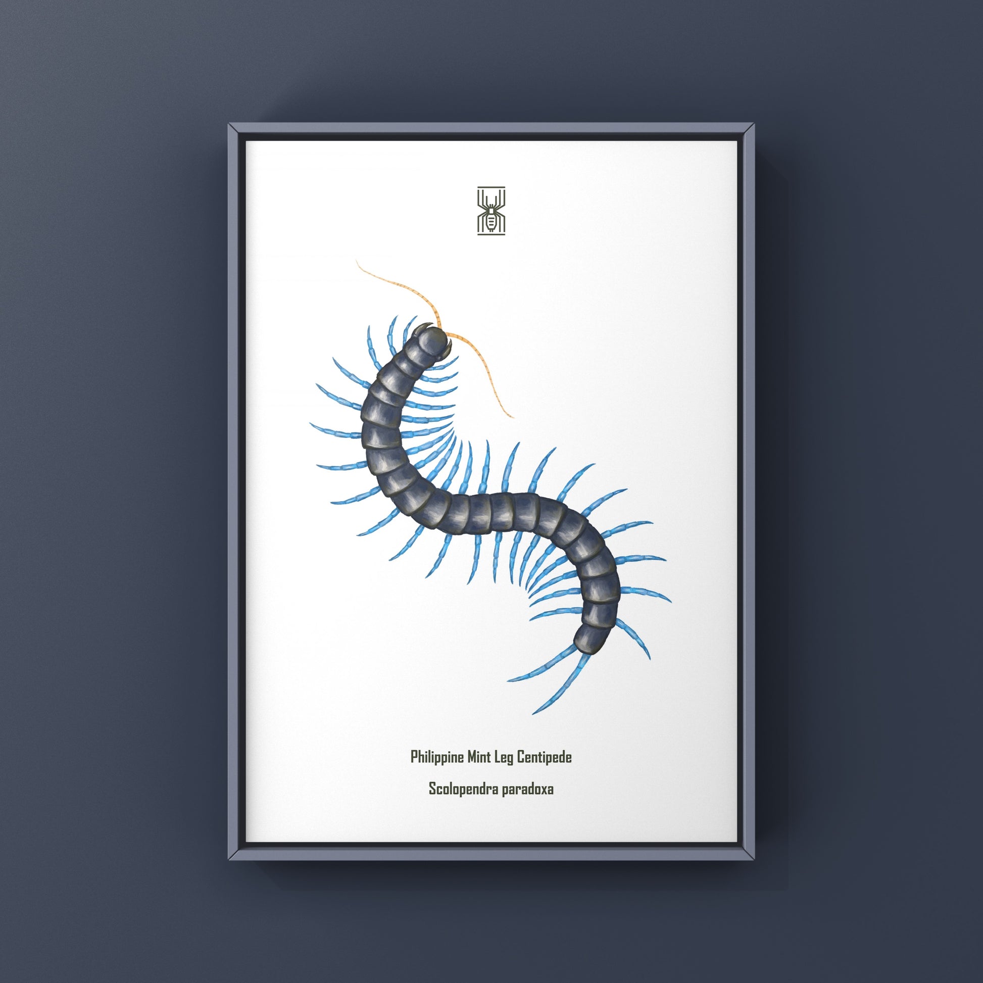 Philippine Mint Leg Centipede, Scolopendra Paradoxa ‘Blue’, Photographic Art Print from The Silk Ranch