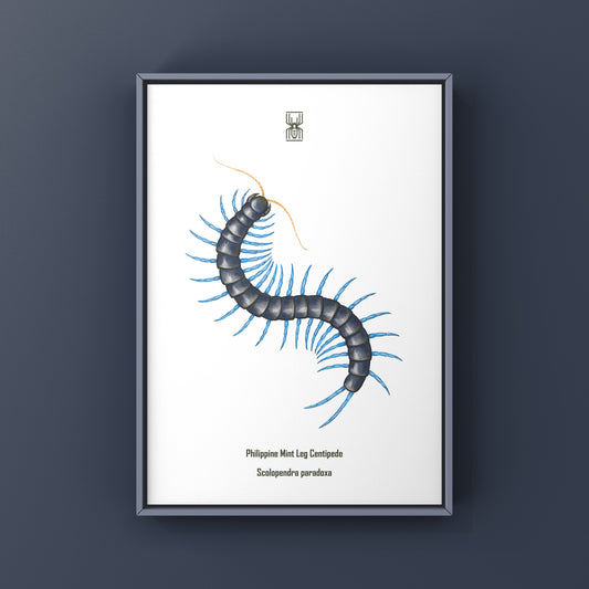 Philippine Mint Leg Centipede, Scolopendra Paradoxa ‘Blue’, Photographic Art Print from The Silk Ranch