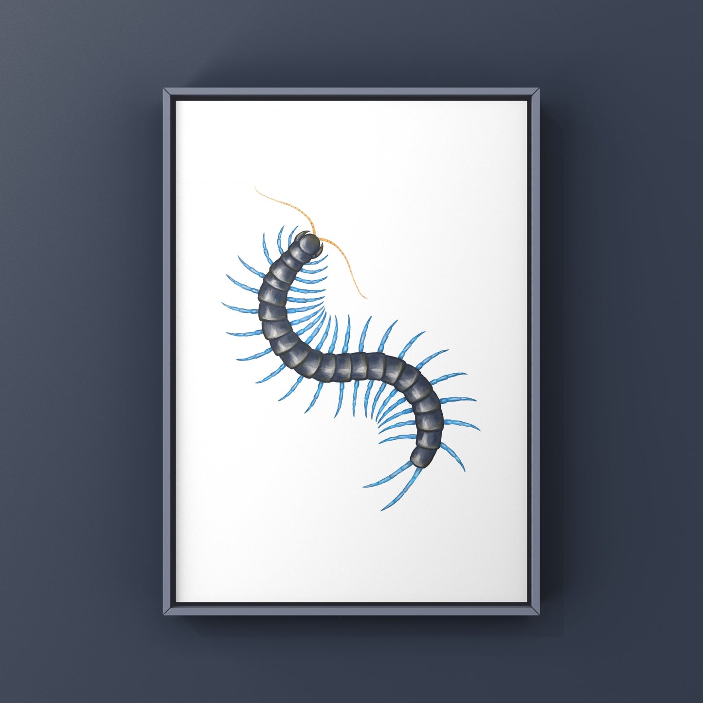 Philippine Mint Leg Centipede, Scolopendra Paradoxa ‘Blue’, Photographic Art Print from The Silk Ranch