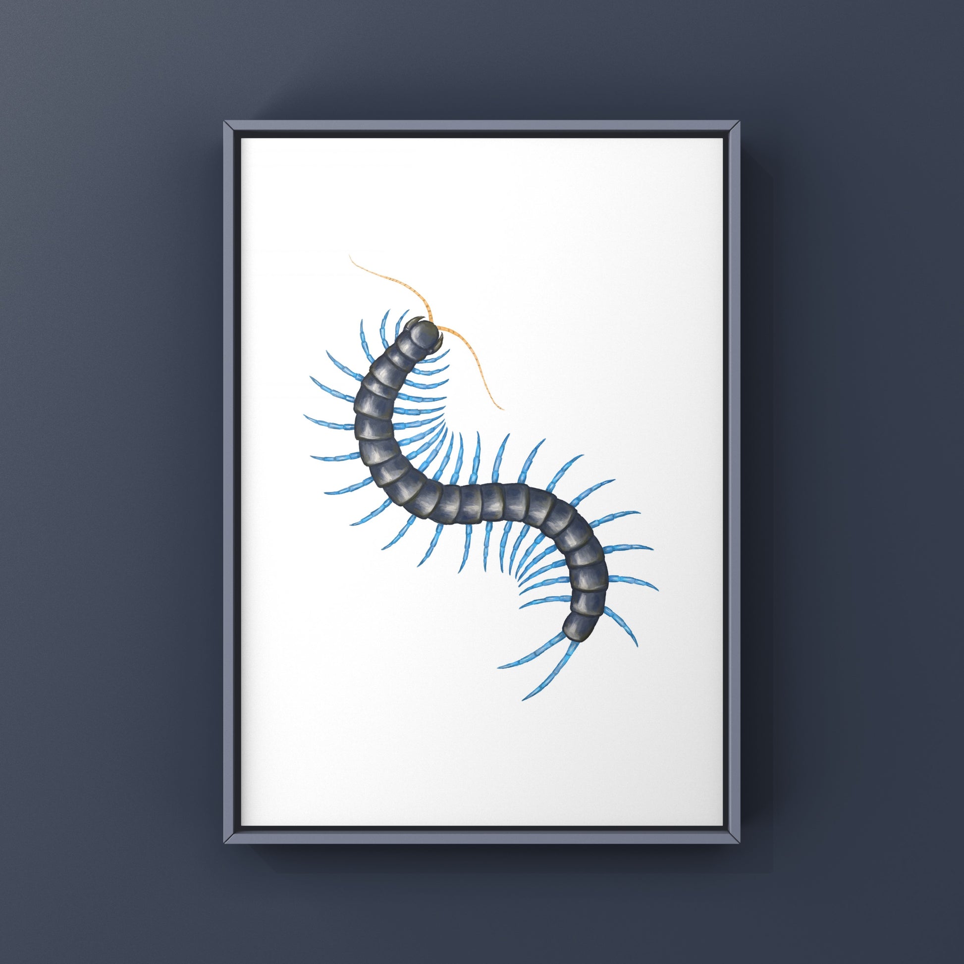 Philippine Mint Leg Centipede, Scolopendra Paradoxa ‘Blue’, Photographic Art Print from The Silk Ranch