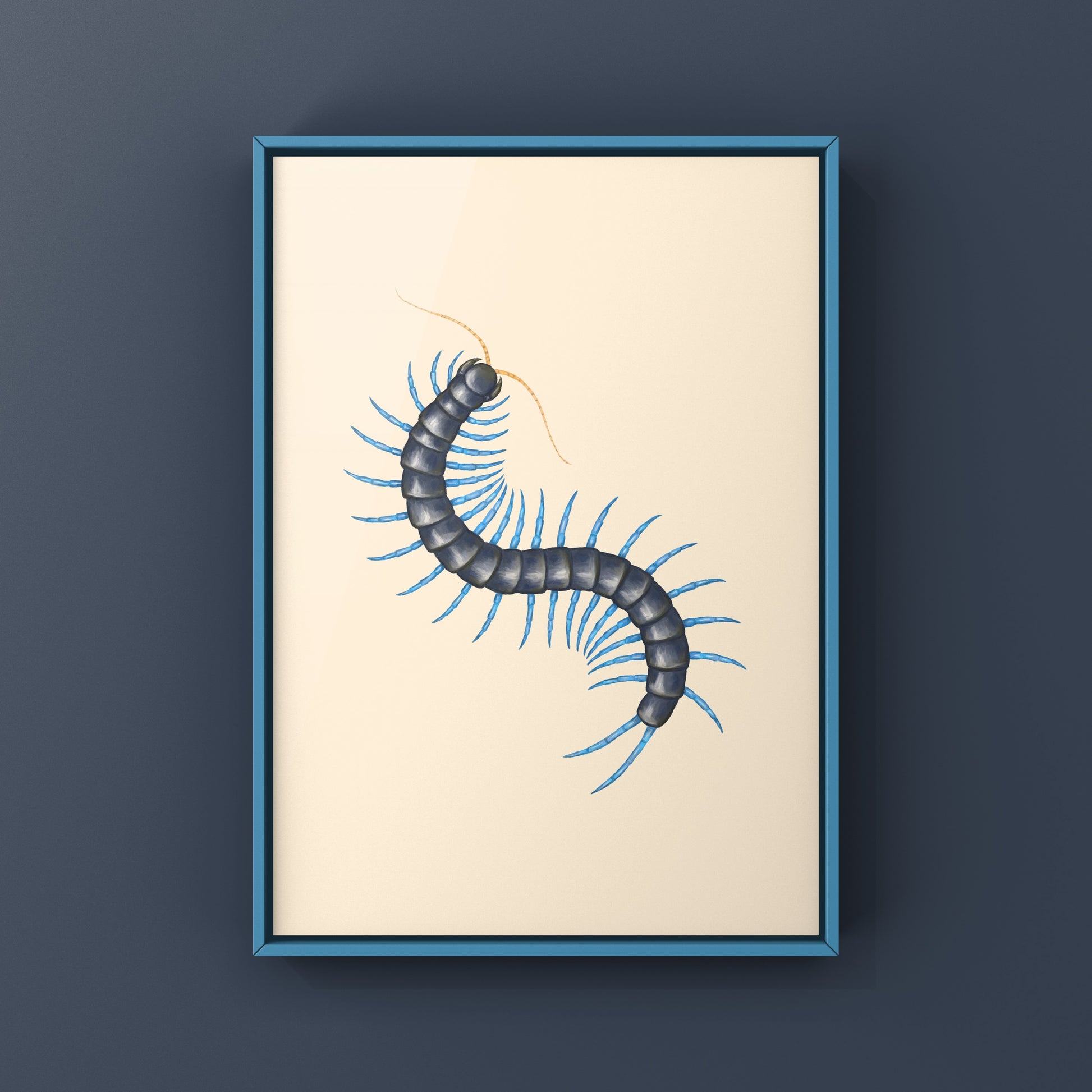 Philippine Mint Leg Centipede, Scolopendra Paradoxa ‘Blue’, Photographic Art Print from The Silk Ranch