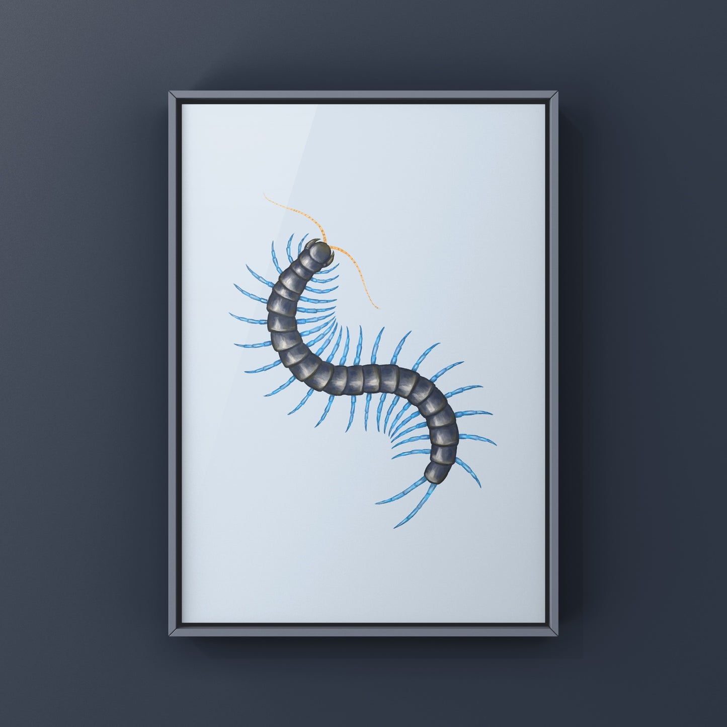 Philippine Mint Leg Centipede, Scolopendra Paradoxa ‘Blue’, Photographic Art Print from The Silk Ranch