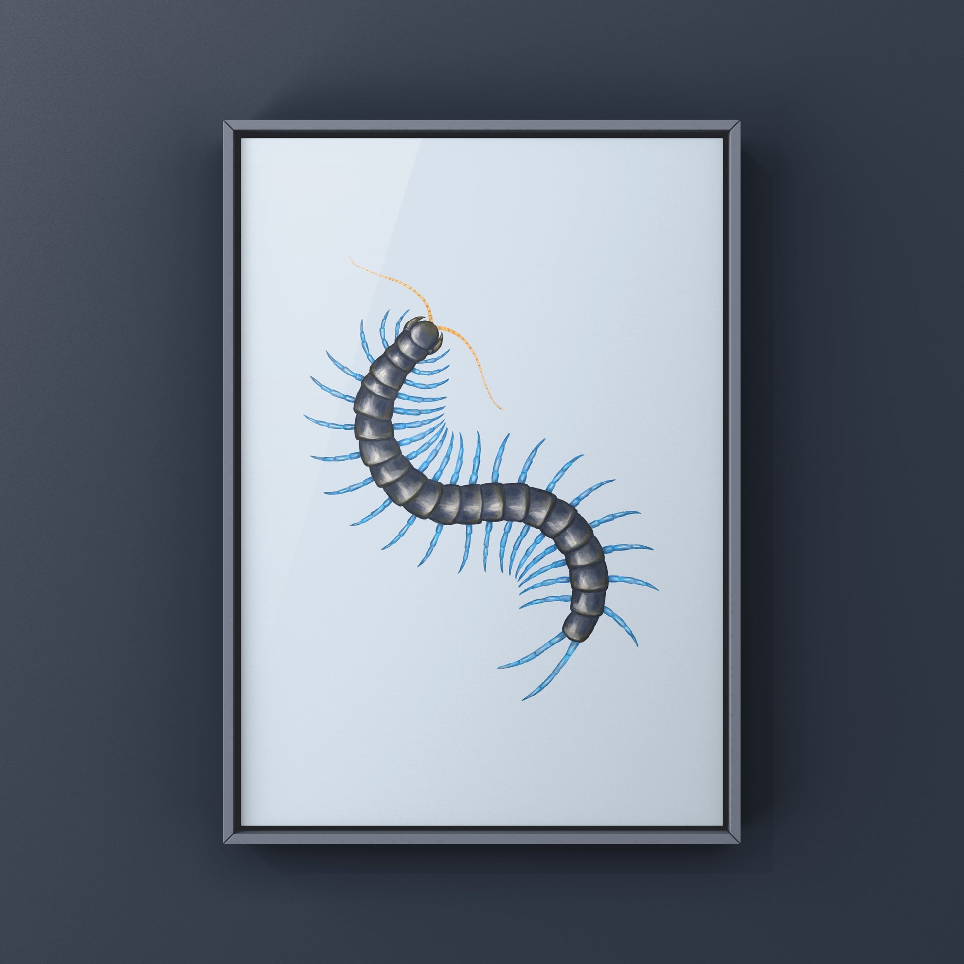 Philippine Mint Leg Centipede, Scolopendra Paradoxa ‘Blue’, Photographic Art Print from The Silk Ranch