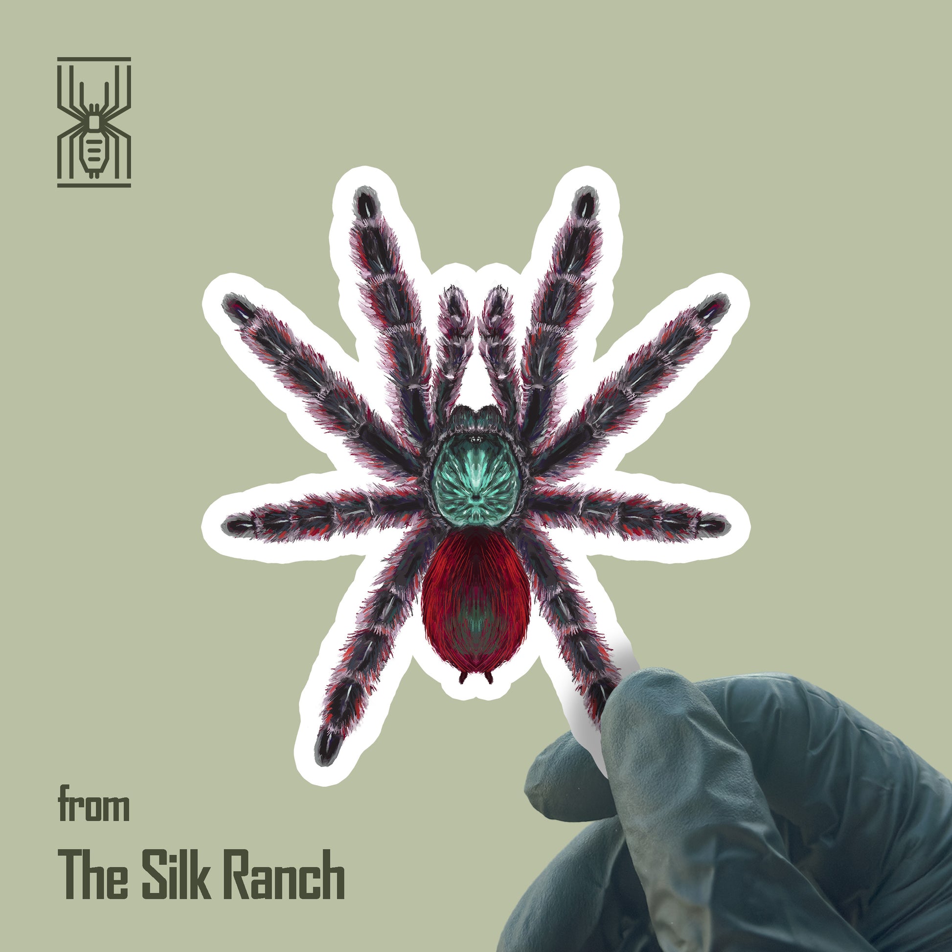 Antilles Pinktoe Tarantula Sticker, Caribena Versicolor Waterproof Vinyl Sticker from The Silk Ranch