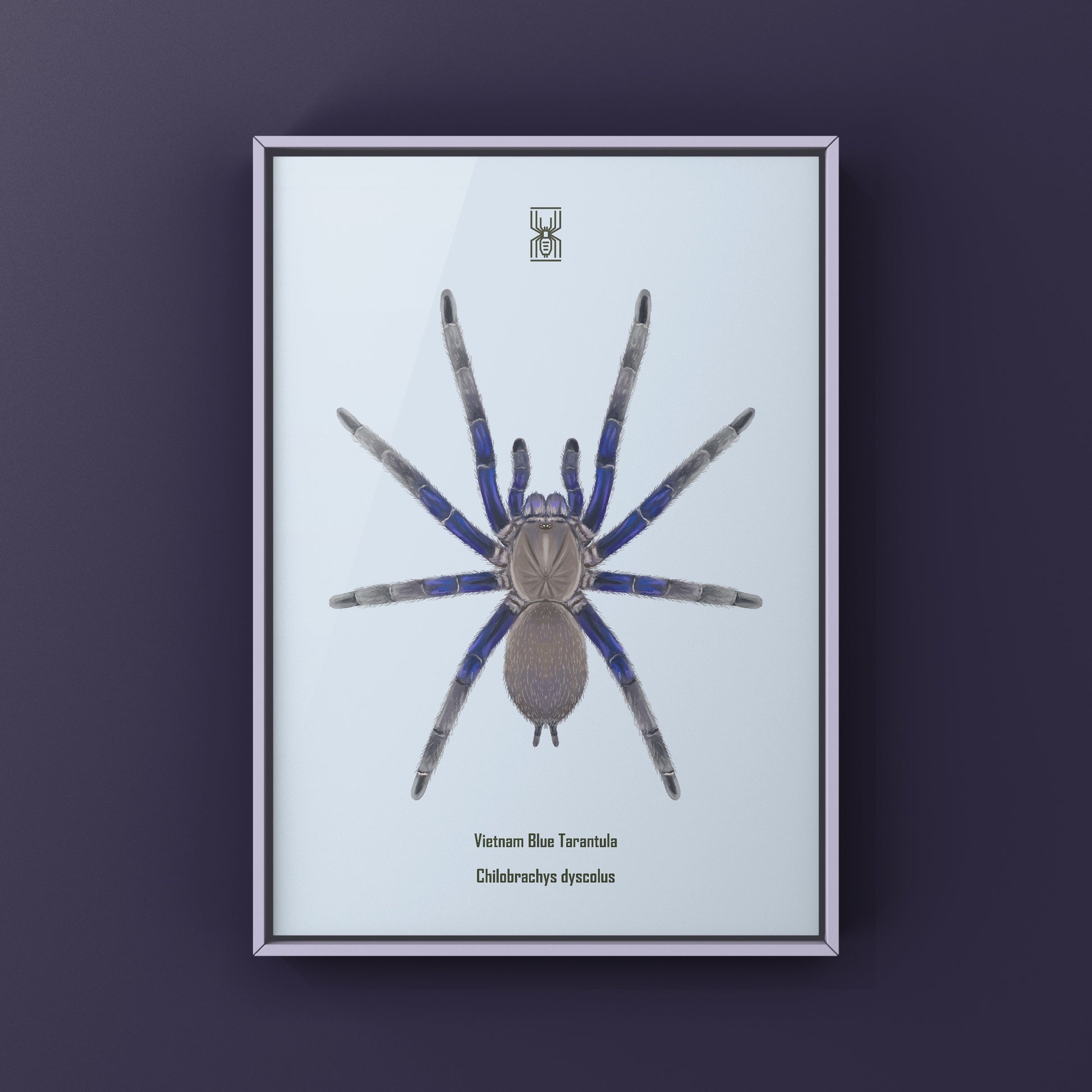 Vietnam Blue Tarantula (Chilobrachys Dyscolus) Photographic Art Print from The Silk Ranch