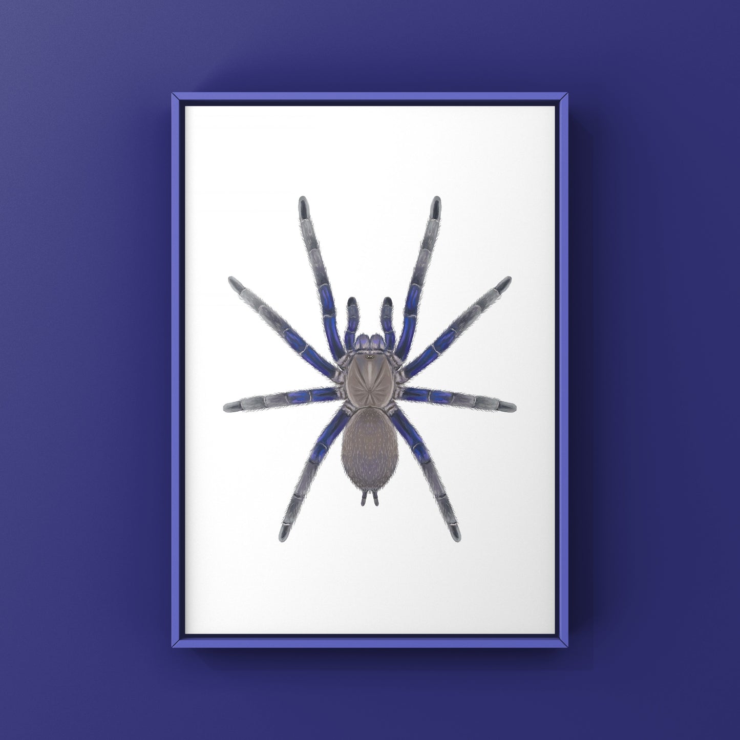 Vietnam Blue Tarantula (Chilobrachys Dyscolus) Photographic Art Print from The Silk Ranch