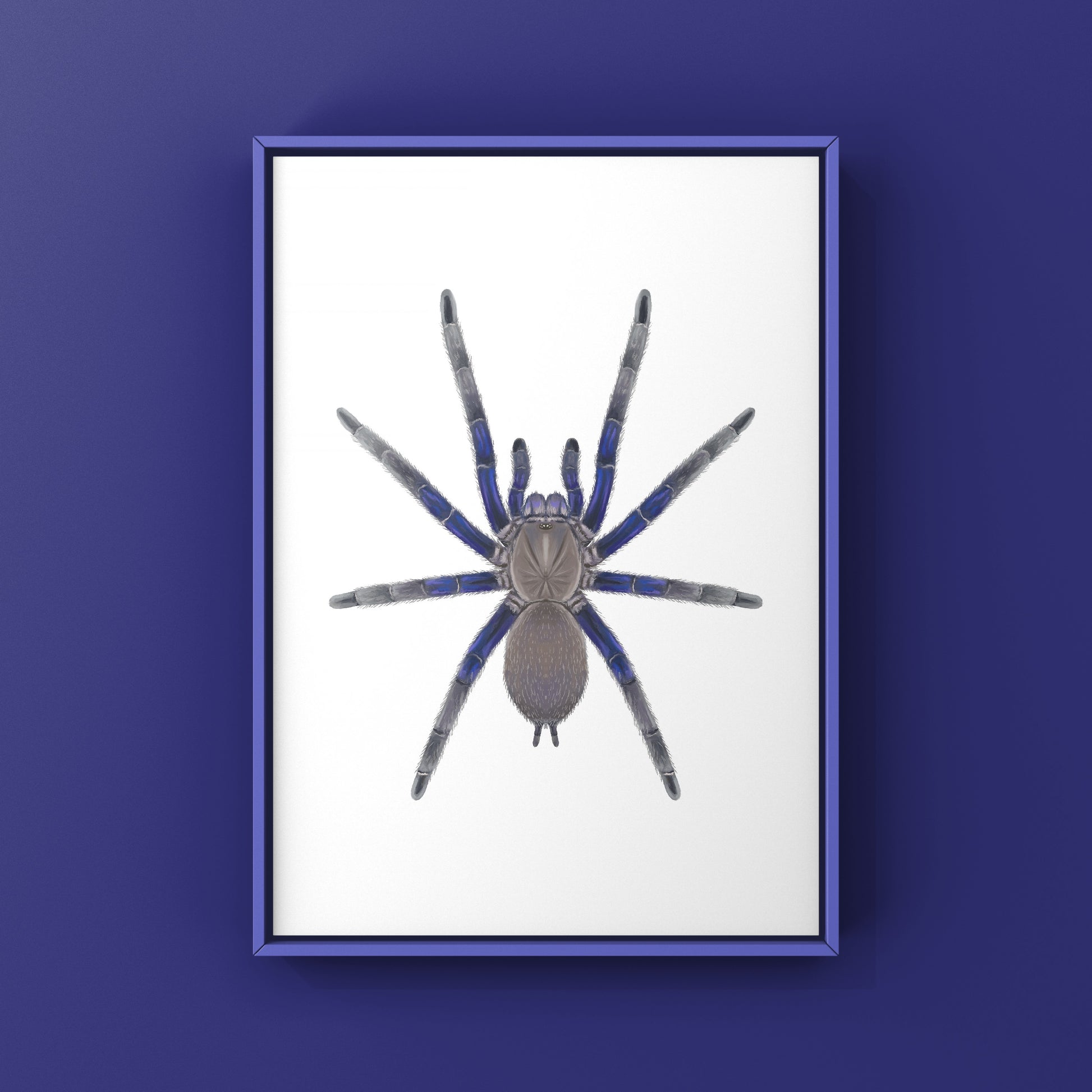 Vietnam Blue Tarantula (Chilobrachys Dyscolus) Photographic Art Print from The Silk Ranch