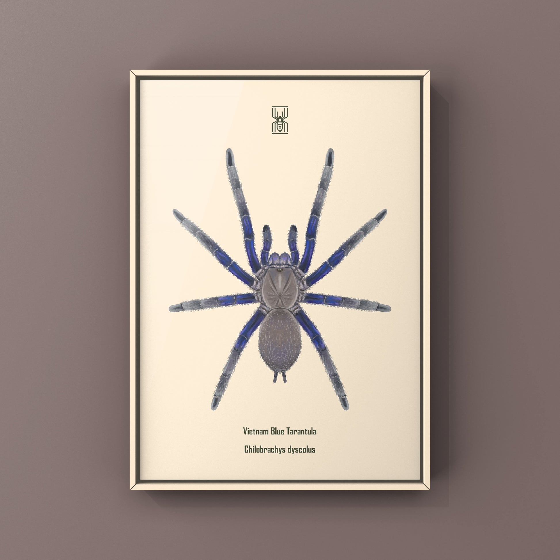 Vietnam Blue Tarantula (Chilobrachys Dyscolus) Photographic Art Print from The Silk Ranch