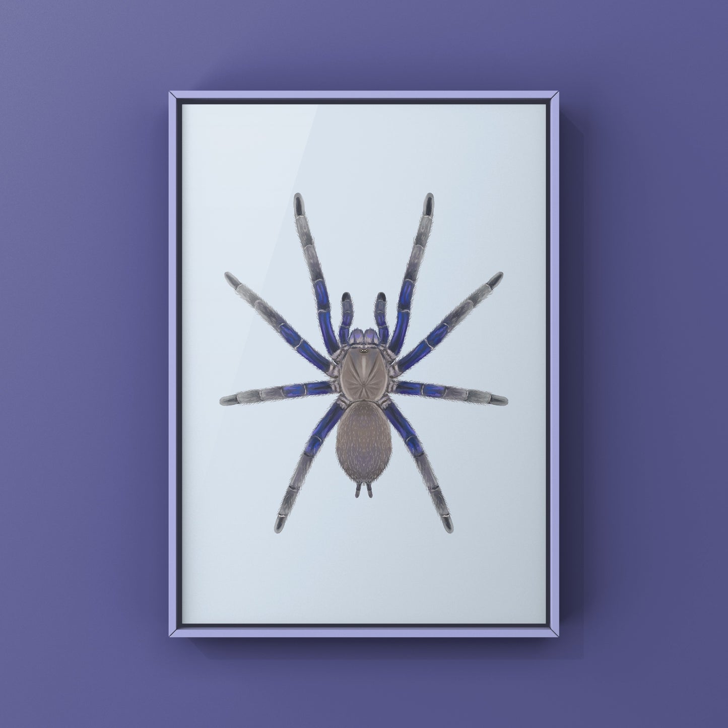 Vietnam Blue Tarantula (Chilobrachys Dyscolus) Photographic Art Print from The Silk Ranch