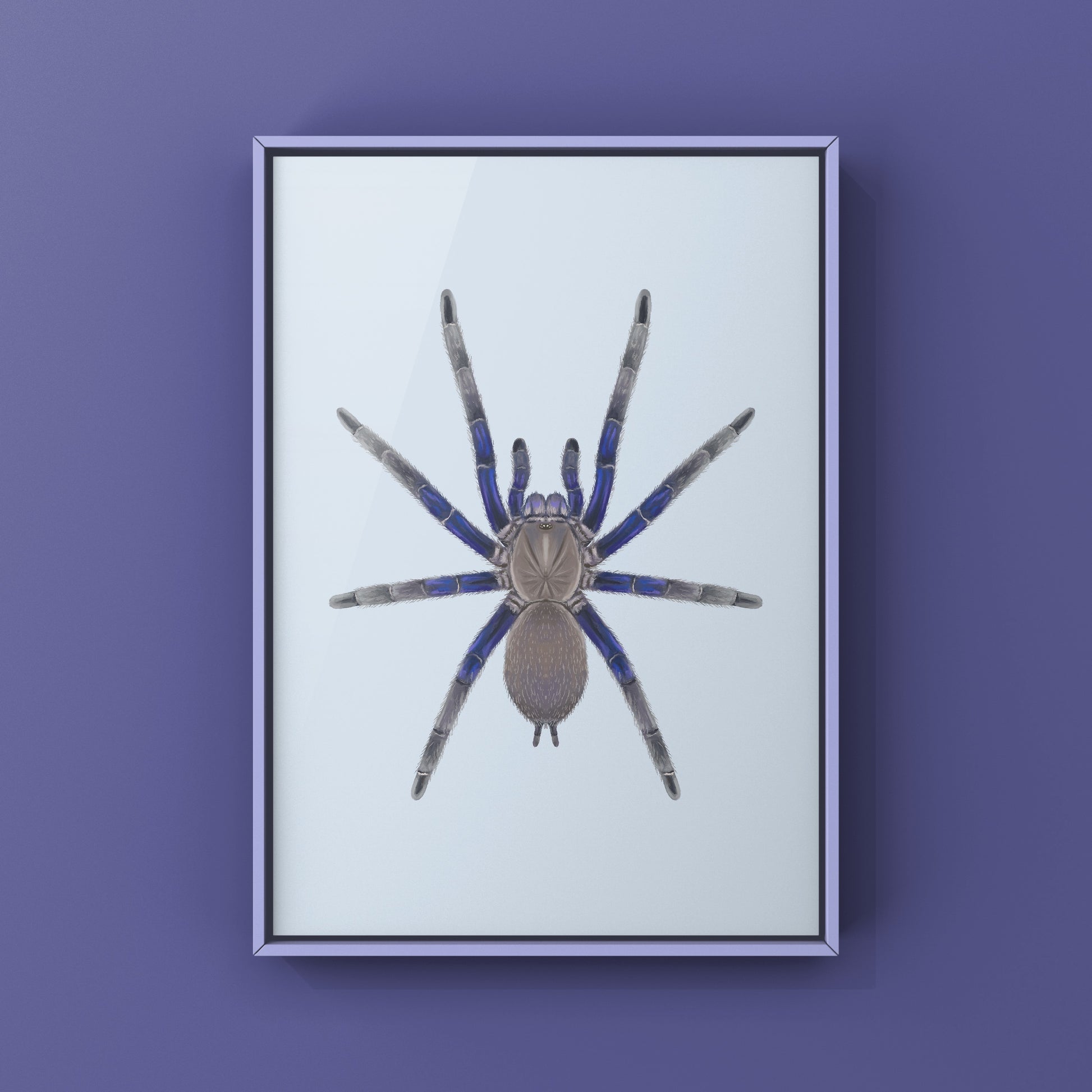 Vietnam Blue Tarantula (Chilobrachys Dyscolus) Photographic Art Print from The Silk Ranch