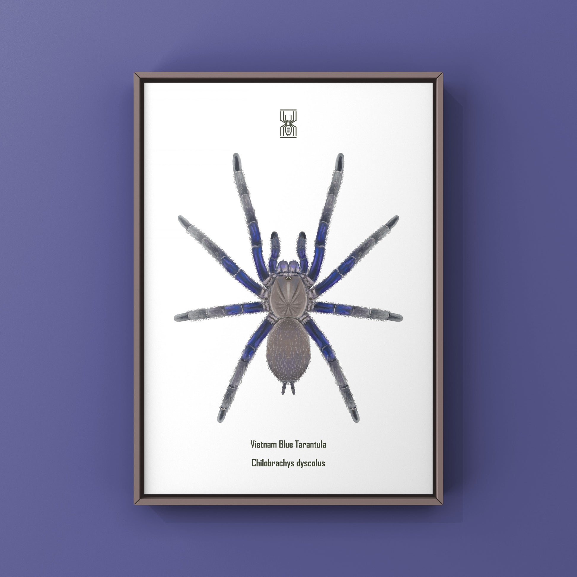 Vietnam Blue Tarantula (Chilobrachys Dyscolus) Photographic Art Print from The Silk Ranch