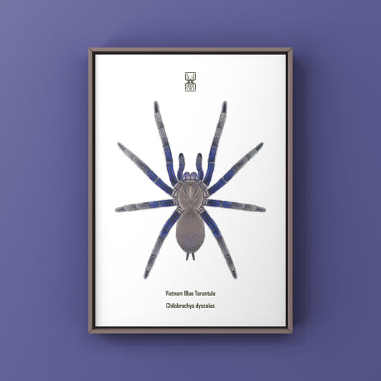 Vietnam Blue Tarantula (Chilobrachys Dyscolus) Photographic Art Print from The Silk Ranch