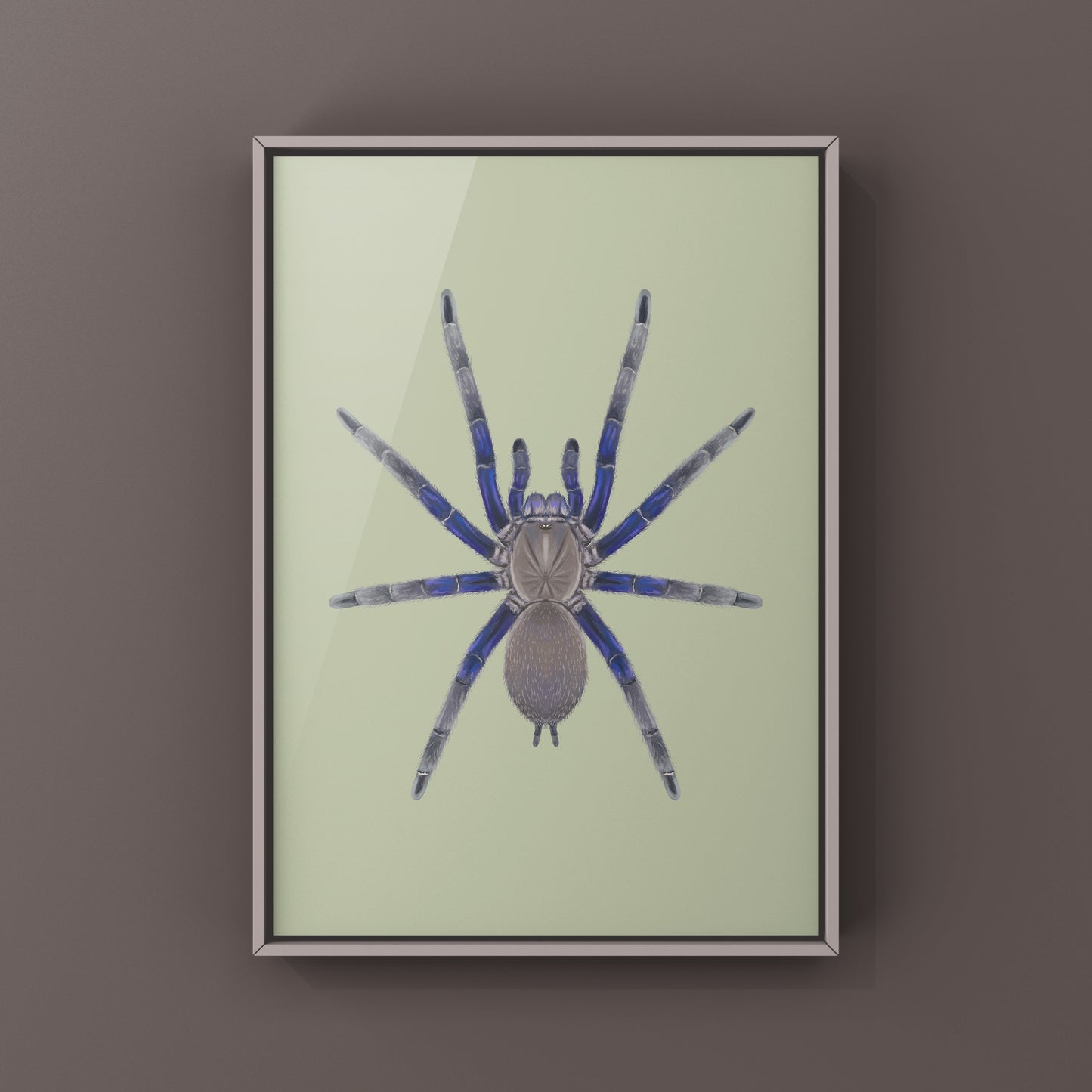 Vietnam Blue Tarantula (Chilobrachys Dyscolus) Photographic Art Print from The Silk Ranch