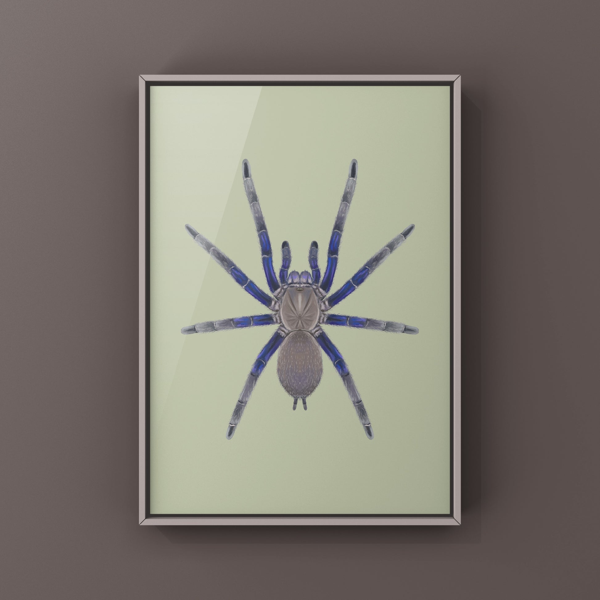 Vietnam Blue Tarantula (Chilobrachys Dyscolus) Photographic Art Print from The Silk Ranch