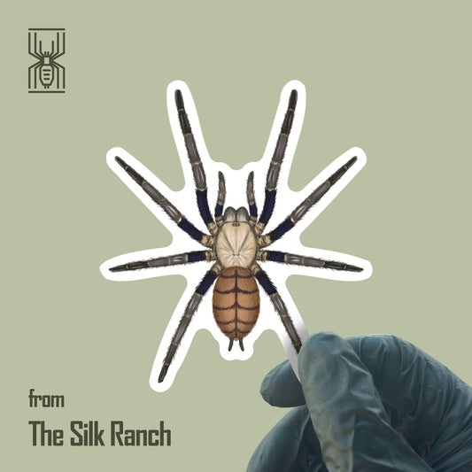 Indian Violet Tarantula Sticker, Chilobrachys Fimbriatus Waterproof Vinyl Sticker from The Silk Ranch