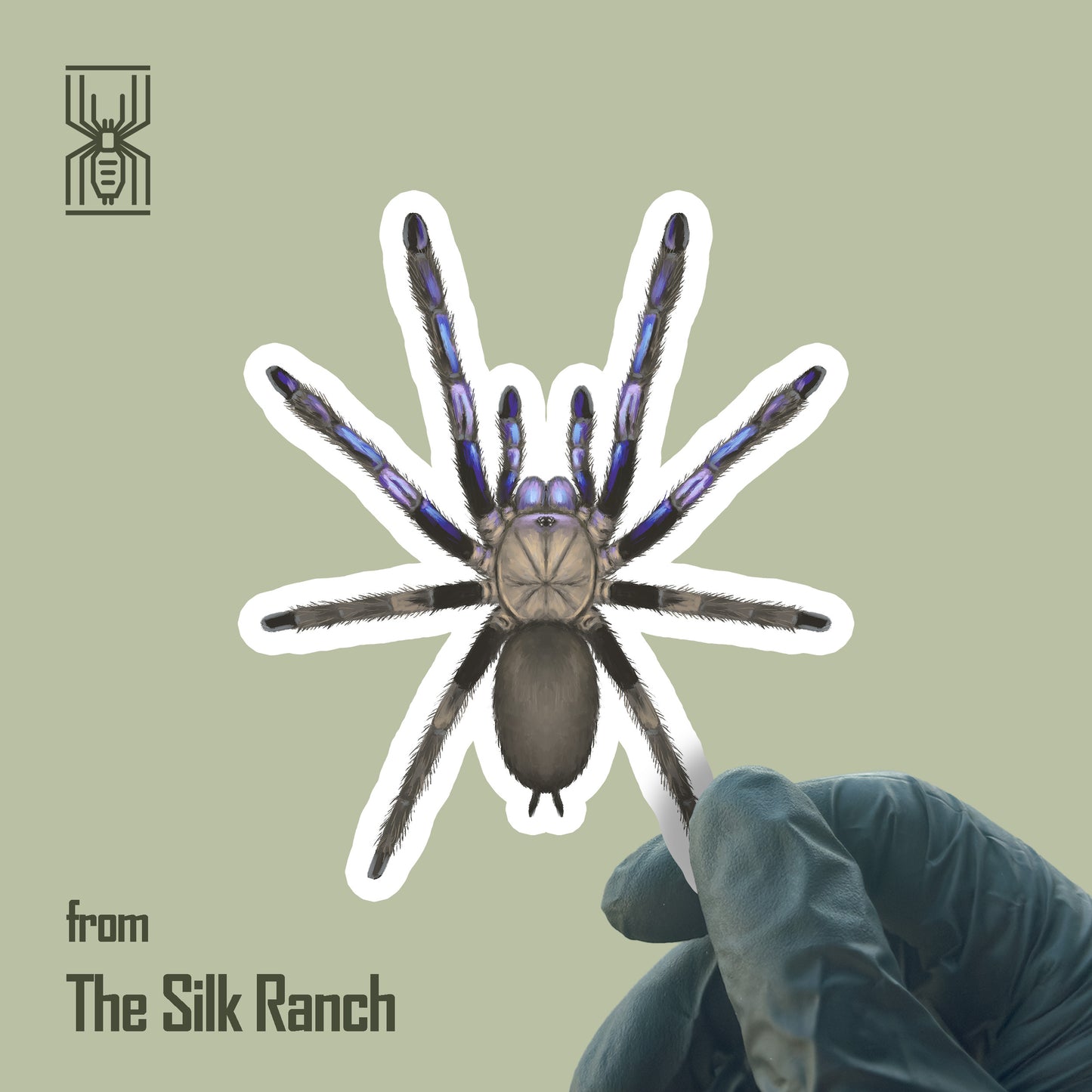 Electric blue Chilobrachys natanicharum tarantula waterproof vinyl sticker by The Silk Ranch, showcasing vibrant blue spider design.