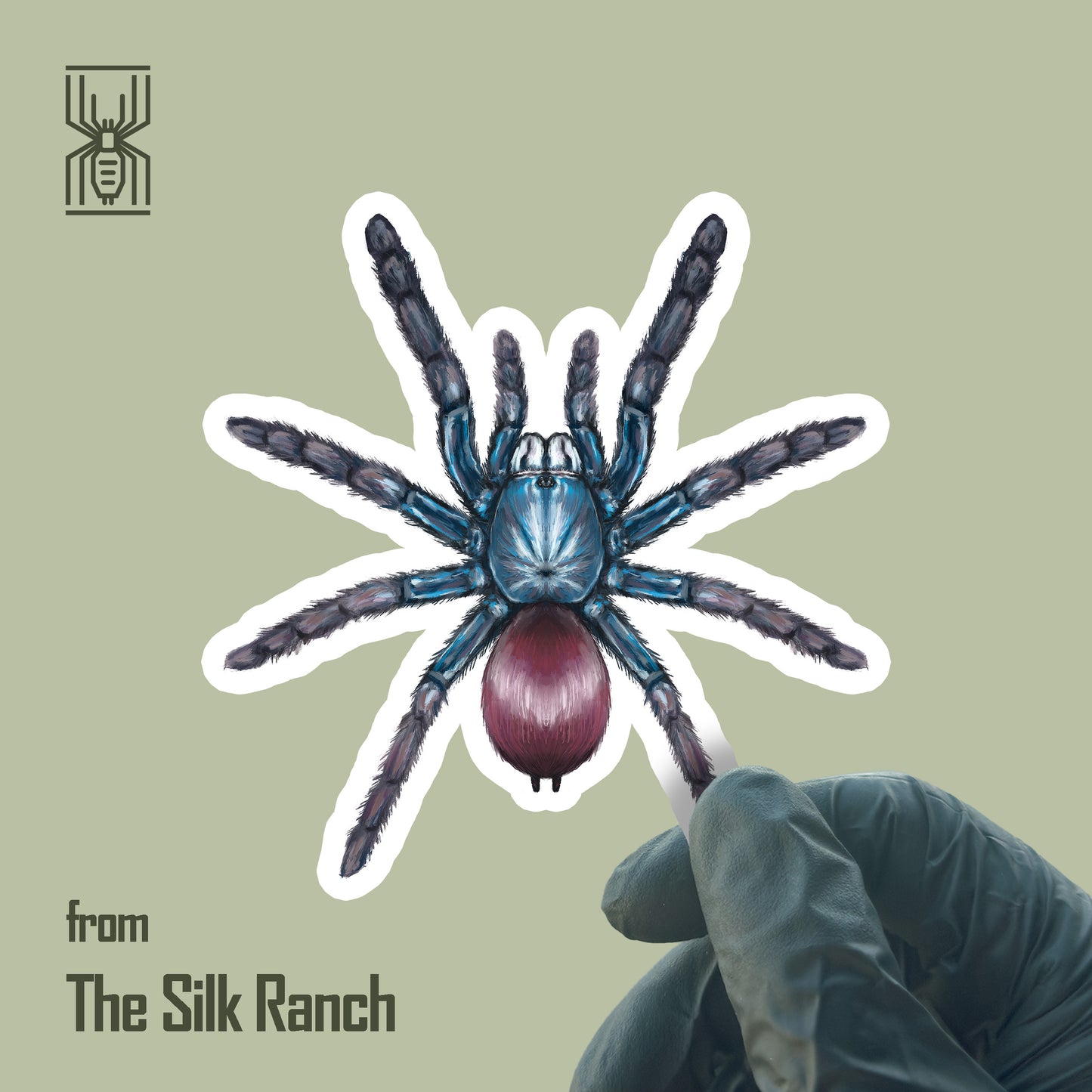 Indian Rainbow Tarantula Sticker, Cilantica Devamatha Waterproof Vinyl Sticker from The Silk Ranch