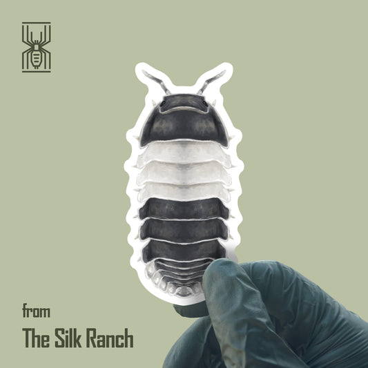 Panda King Isopod Sticker, Cubaris Sp. Panda King Waterproof Vinyl Sticker from The Silk Ranch