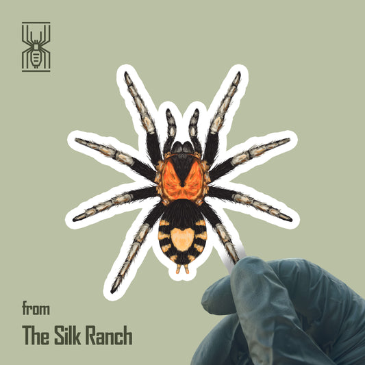 Trinidad Dwarf Tarantula Sticker, Cyriocosmus Elegans Waterproof Vinyl Sticker from The Silk Ranch